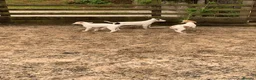 Lurcher dogs for sale: Lurcher pups forsale  in Brecon - Advert 5
