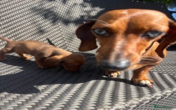 Dachshund dogs for sale: Dachshund Puppies  - Image 17