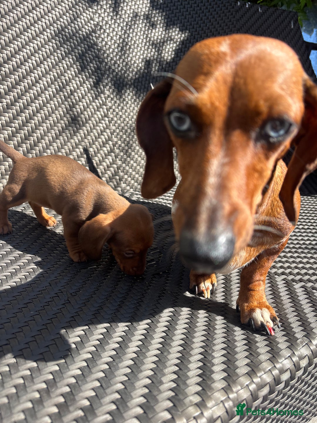 Dachshund dogs for sale: Dachshund Puppies  - Image 17