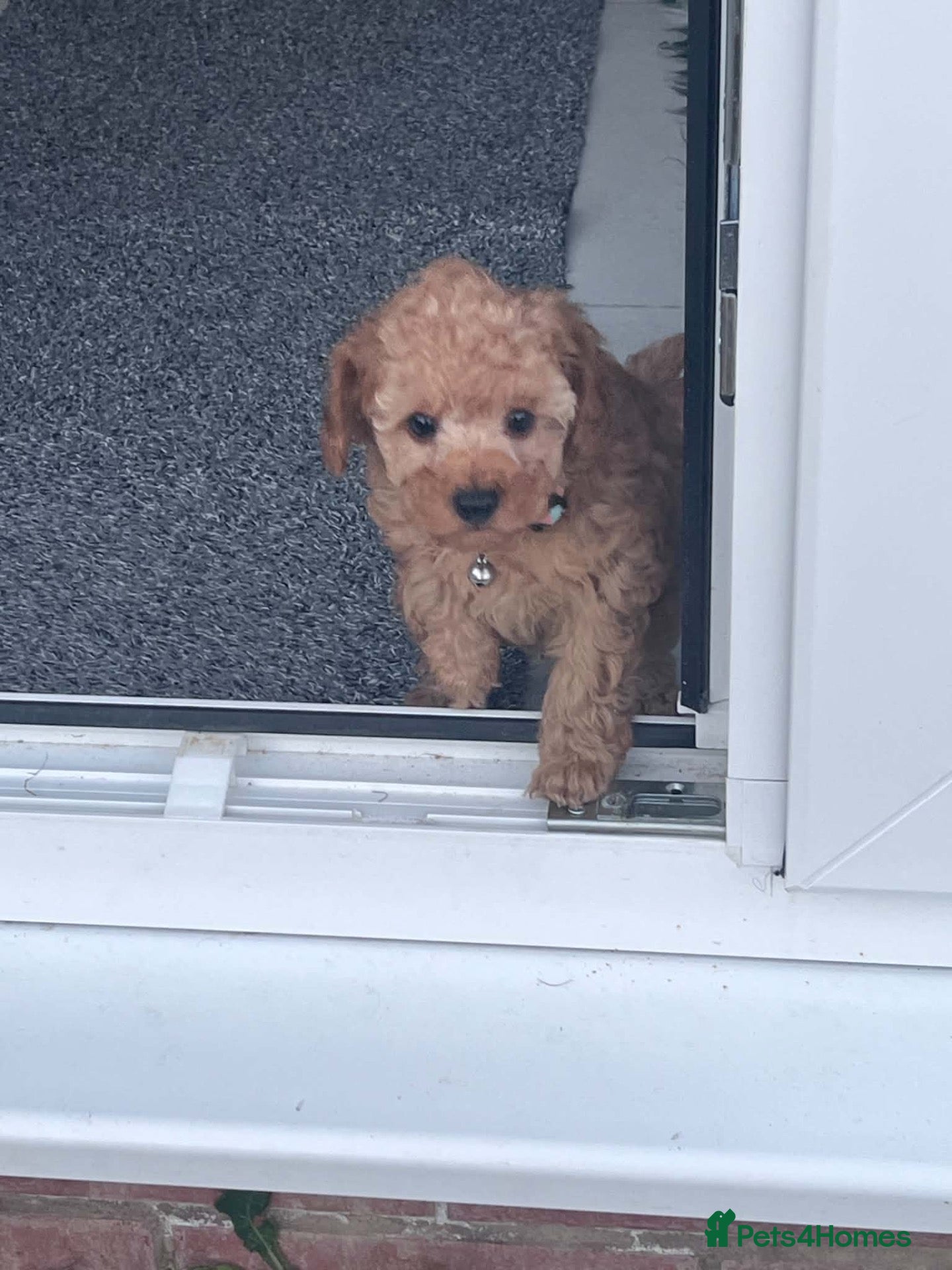 Toy Poodle dogs KC registered outstanding toy boys  - Advert 1