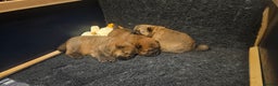 Chow Chow dogs for sale: Kc registered Chow chow puppies  - Advert 15