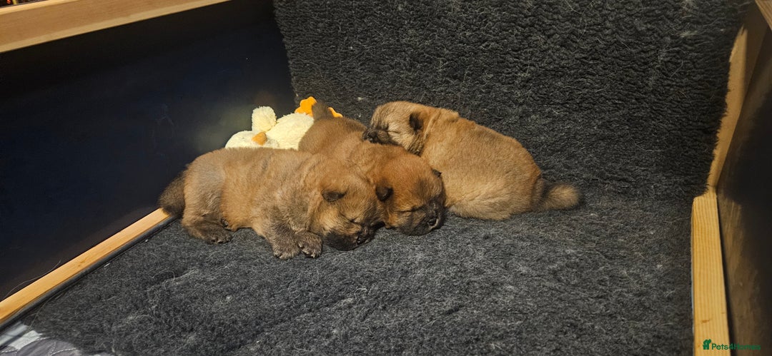 Chow Chow dogs for sale: Kc registered Chow chow puppies  - Advert 15