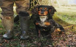 Cocker Spaniel dogs for sale: Cocker spaniels - Image 6