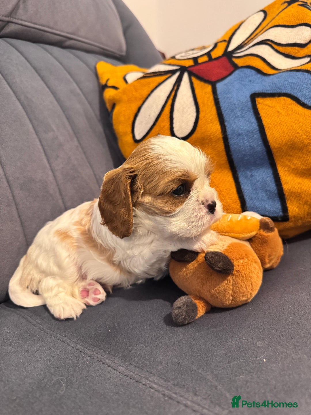 Cavalier King Charles Spaniel dogs for sale: Cavalier Pups – 0.10% COI, Health Tested, KC Reg - Image 23