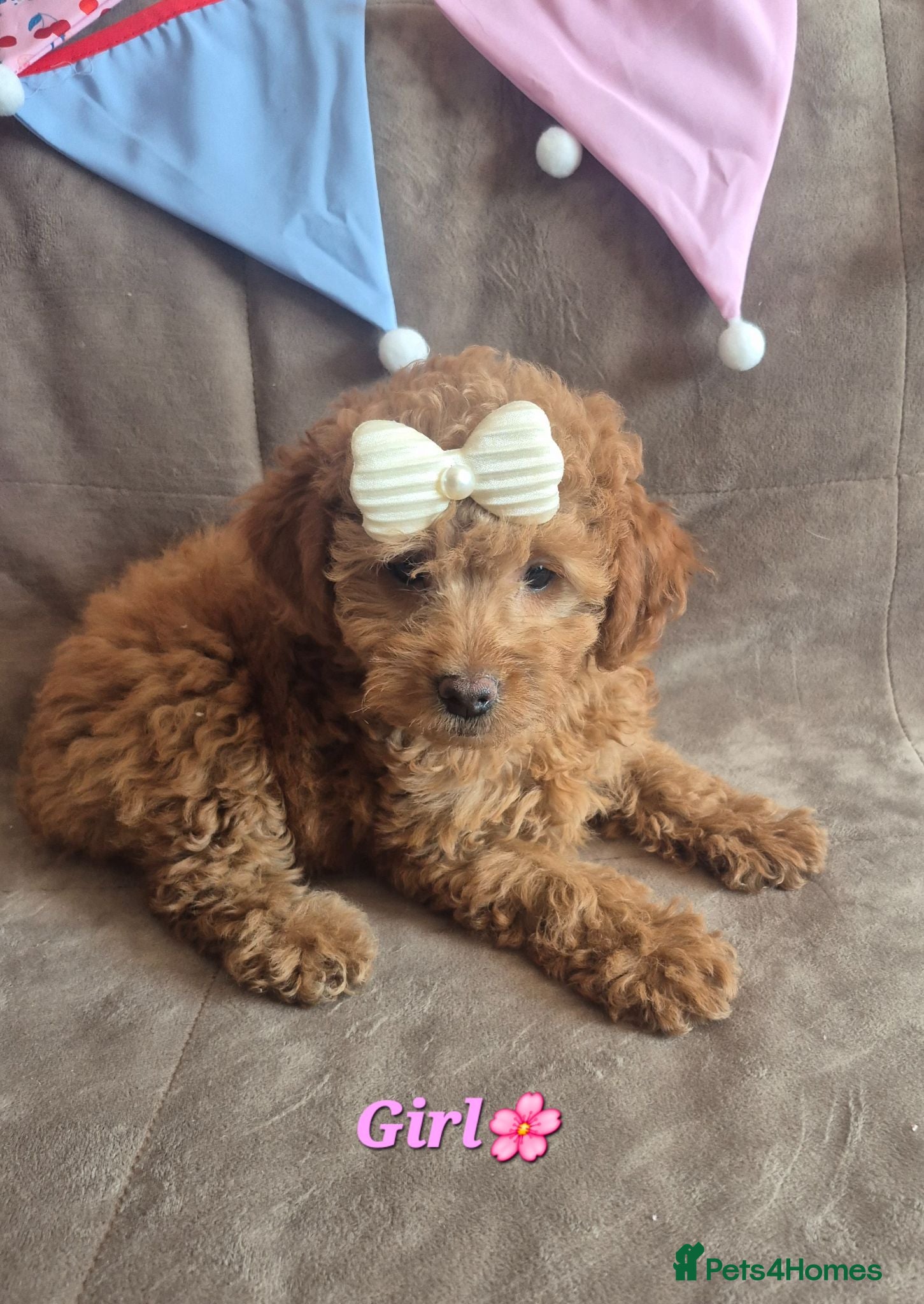 Cavapoo dogs 🔥FULLY VACCINATED EXTENSIVELY DNA HEALTH TESTED🔥 - Advert 2