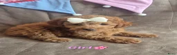 Cavapoo dogs for sale: 🧡CAVAPOO PUPPIES EXTENSIVELY DNA HEALTH TESTED🧡  - Advert 9