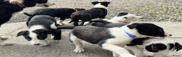 Border Collie dogs for sale: Beautiful Border Collie pups for sale  - Advert 1