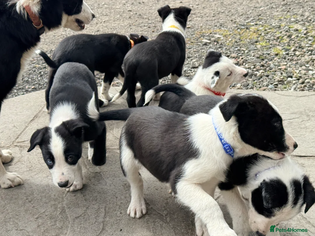 Border Collie dogs for sale: Beautiful Border Collie pups for sale  - Advert 1