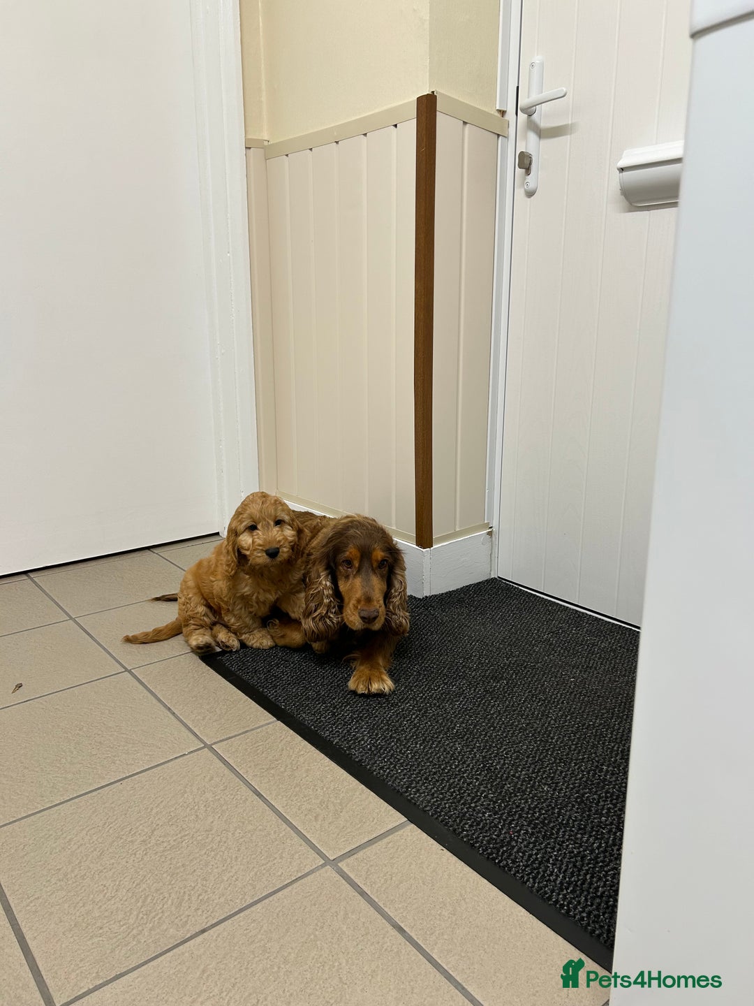 Cockapoo dogs for sale: STUNNING COCKAPOO - Image 8