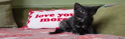Mixed Breed cats for sale: Female Kitten Ready now - Advert 7