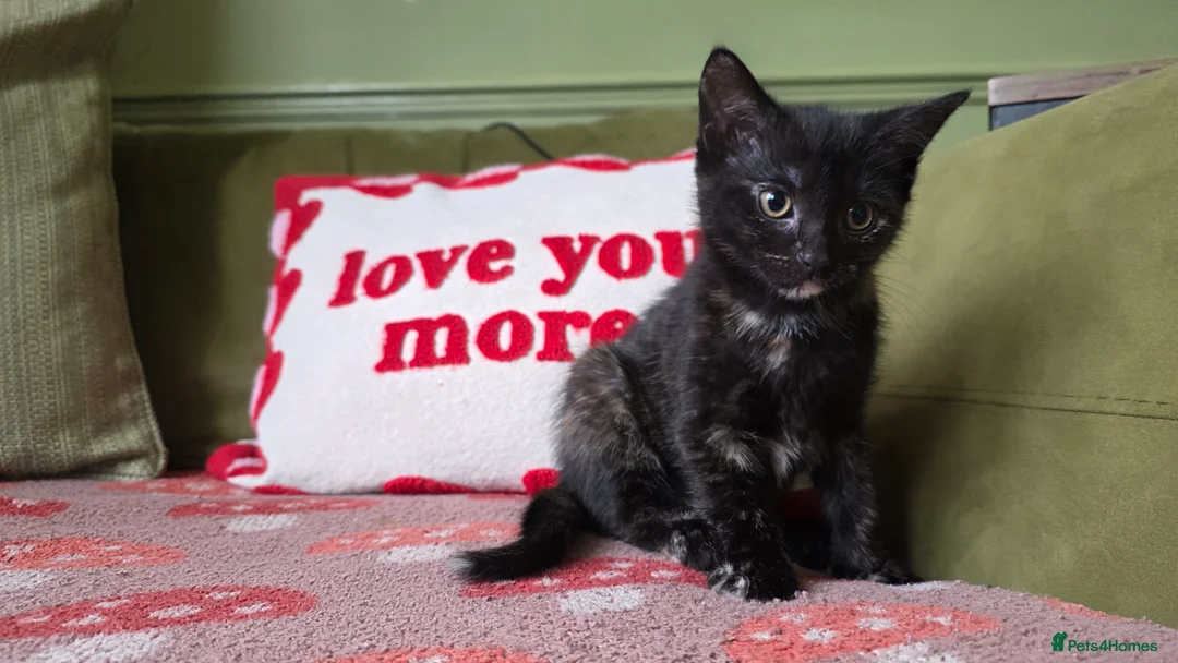 Mixed Breed cats for sale: Female Kitten Ready now - Advert 7