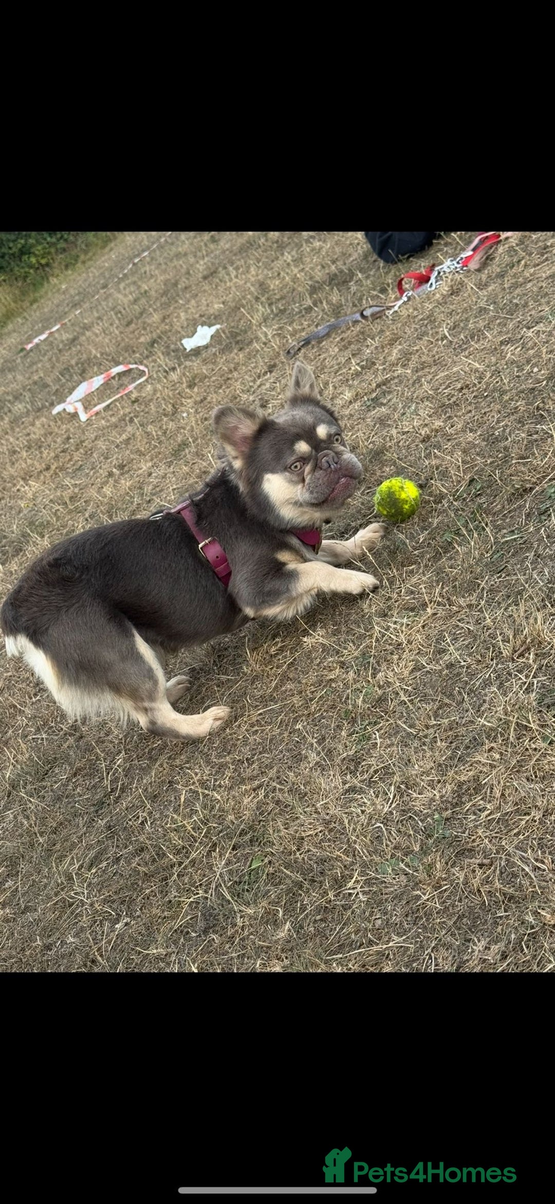 French Bulldog dogs for sale: Beautiful fluffy French bulldog kc reg - Advert 5