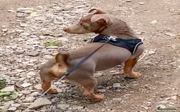 Jack Russell dogs for stud: Top quality small  lilac jack Russell FOR STUD  - Image 7