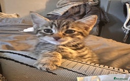 Savannah cats for sale: Savannah Kittens - Image 22