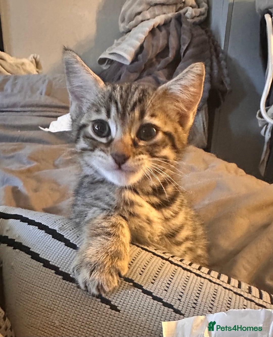 Savannah cats for sale: Savannah Kittens - Image 22
