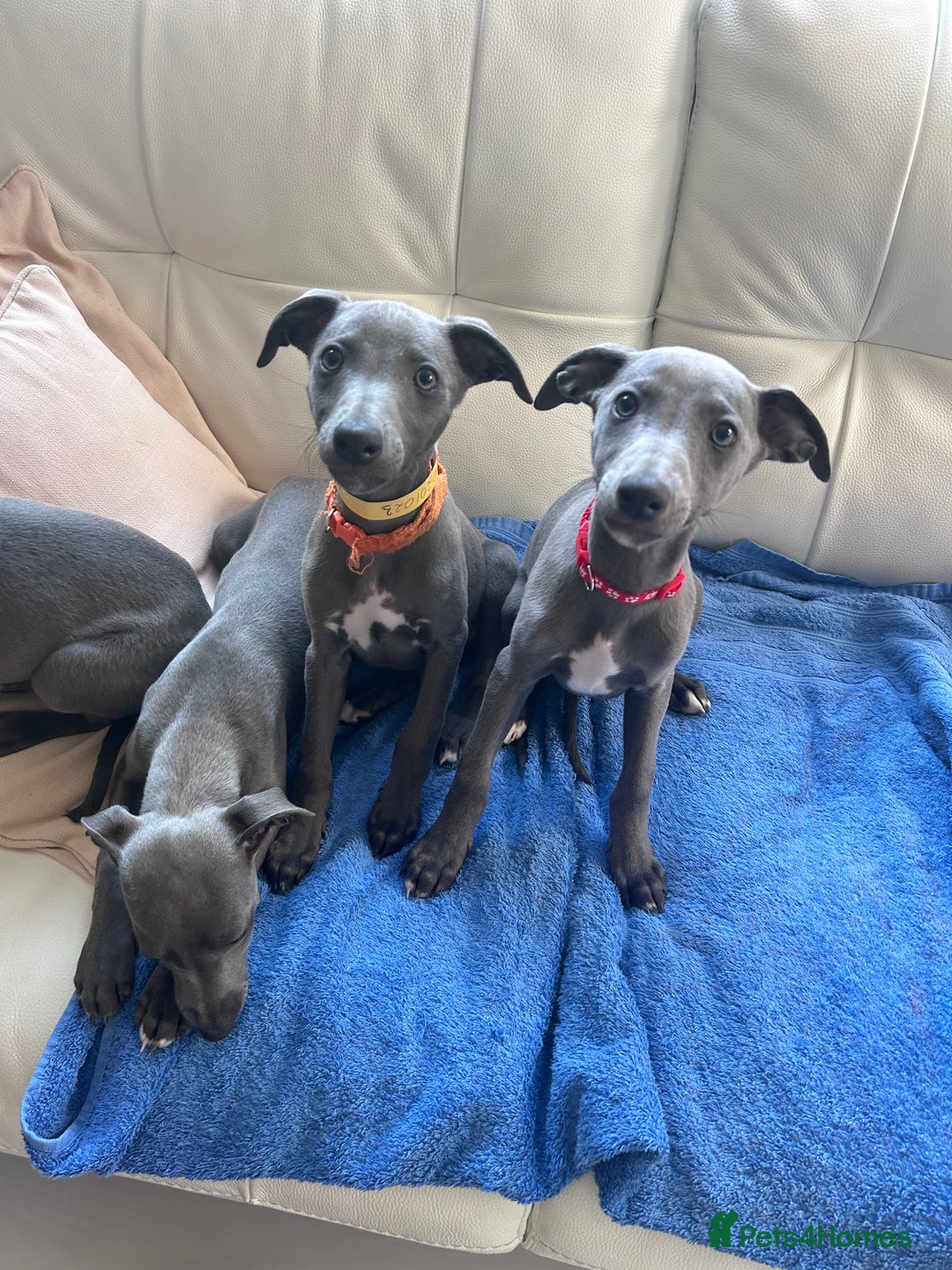 Whippet dogs for sale: Gentle, Loving Whippet Puppies – Ready Now  - Image 1