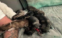 Alaskan Malamute dogs for sale: KC Alaskan malamute puppies champion lines - Image 13