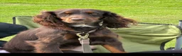 Cockapoo dogs for sale: Fabulous F1 cockerpoo’s  - Advert 3