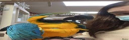 Macaws birds for sale: Blue & Gold Macaw - Advert 4