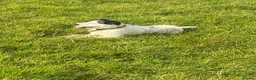 Jack Russell dogs for sale: 3 beautiful girls  - Advert 3
