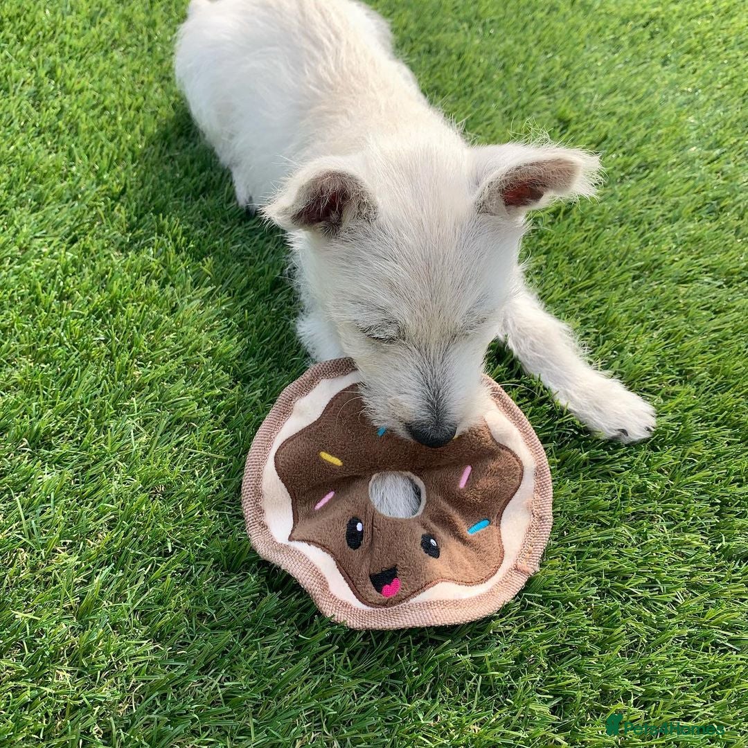 West Highland Terrier dogs for sale:  West Highland White Terrier - Image 4