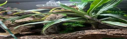 Gecko reptiles for sale: Pictus gecko breeding pair with enclosure - Advert 7