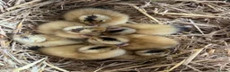 Ducks poultry for sale: Indian Runner Ducklings  - Advert 3