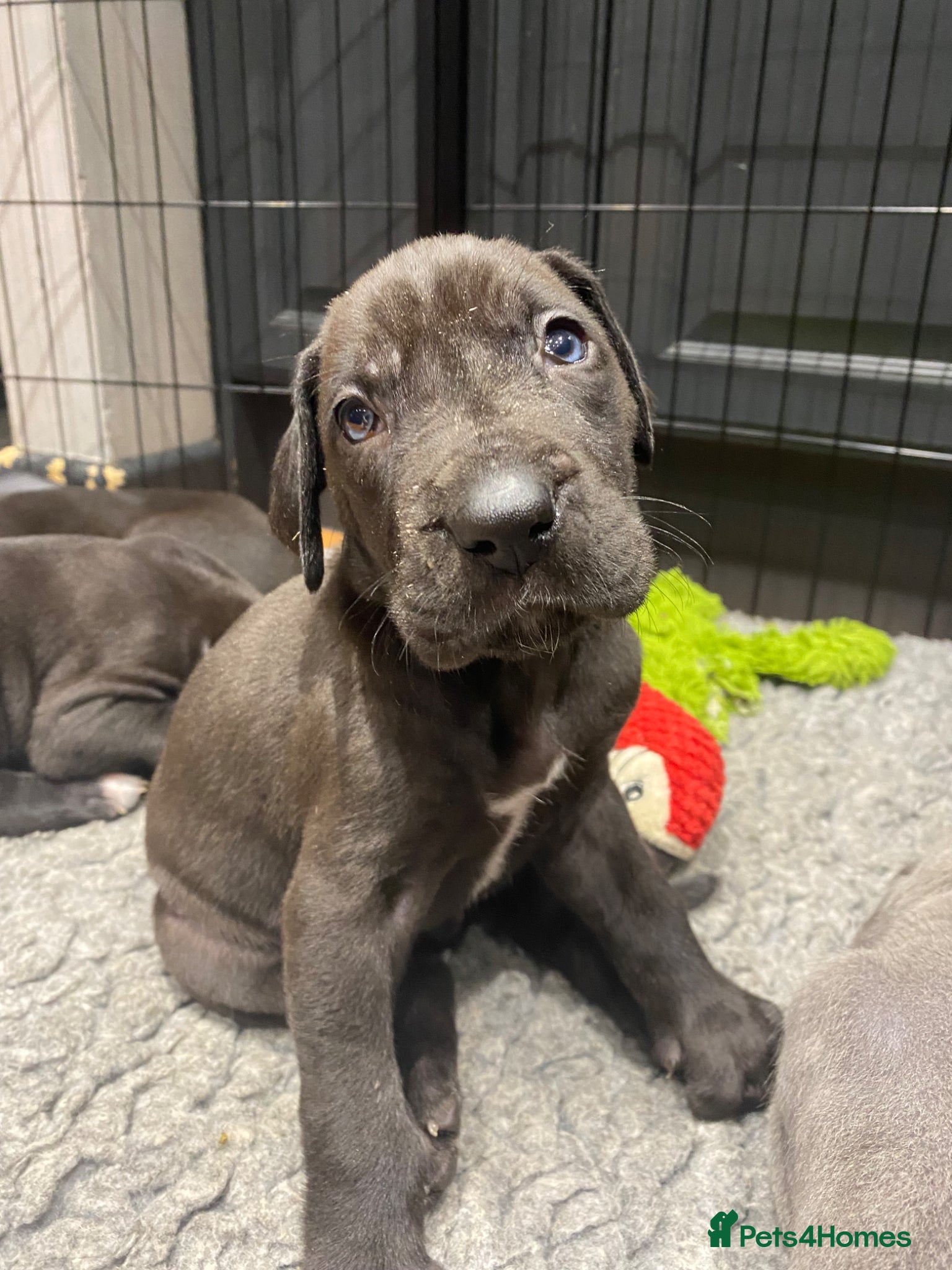 Great Dane dogs Great Dane Pups, Our 3rd Generation. - Advert 1