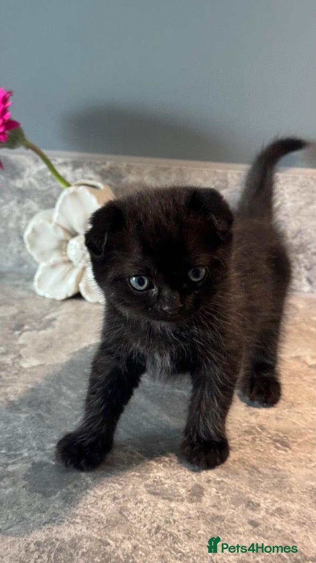 Scottish Fold cats Scottish fold short hair male  - Advert 13