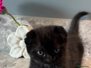 Scottish Fold cats - Advert 5