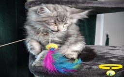 Maine Coon cats for sale: STUNNING XL PEDIGREE MAINE COON KITTENS - Image 5