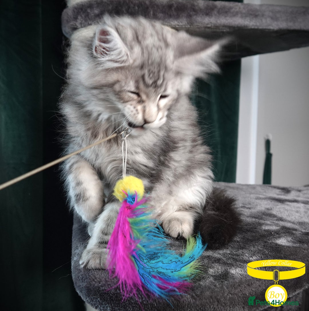 Maine Coon cats for sale: STUNNING XL PEDIGREE MAINE COON KITTENS - Image 5