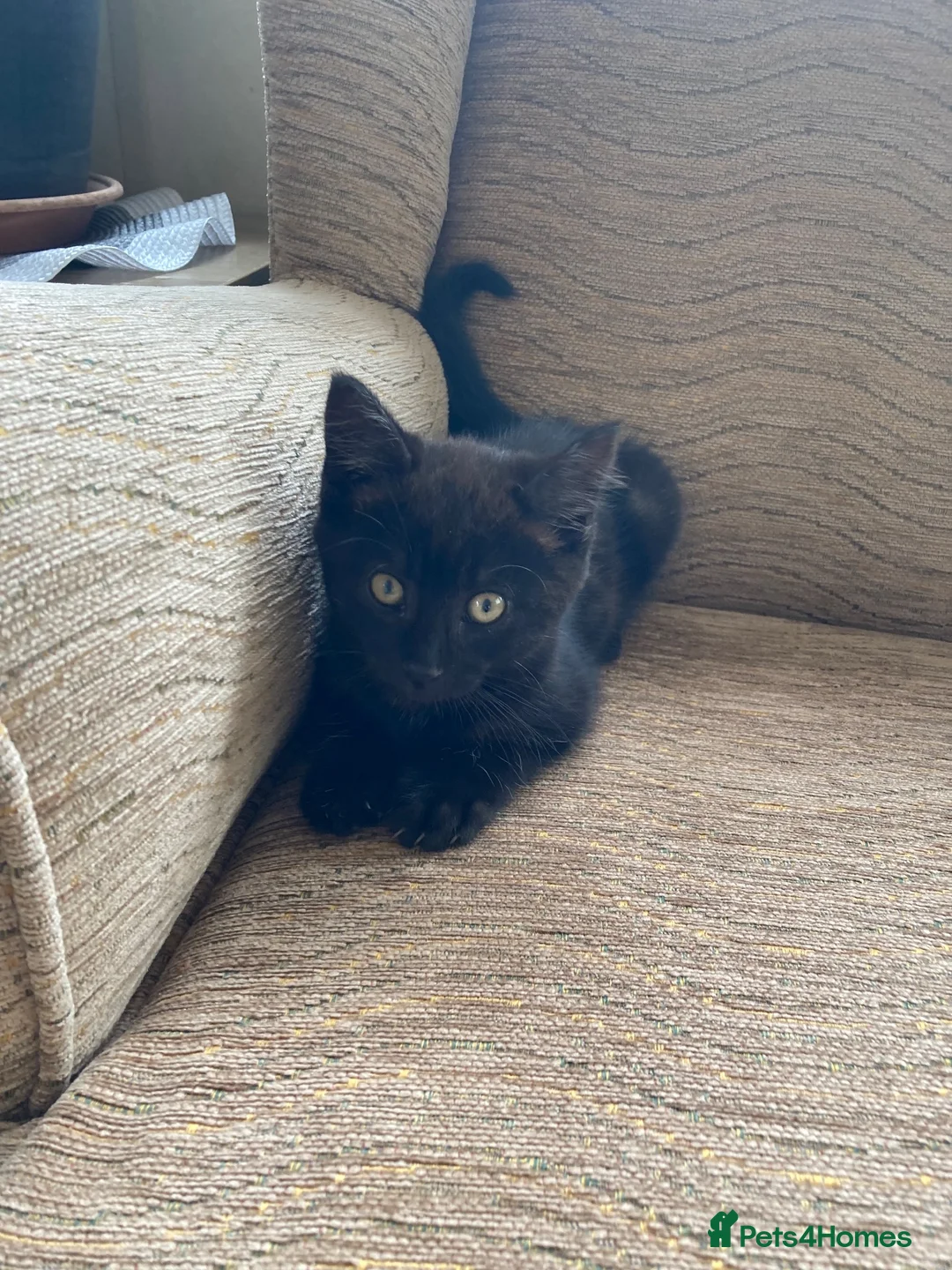 Mixed Breed cats for sale: Beautiful kittens - Advert 2