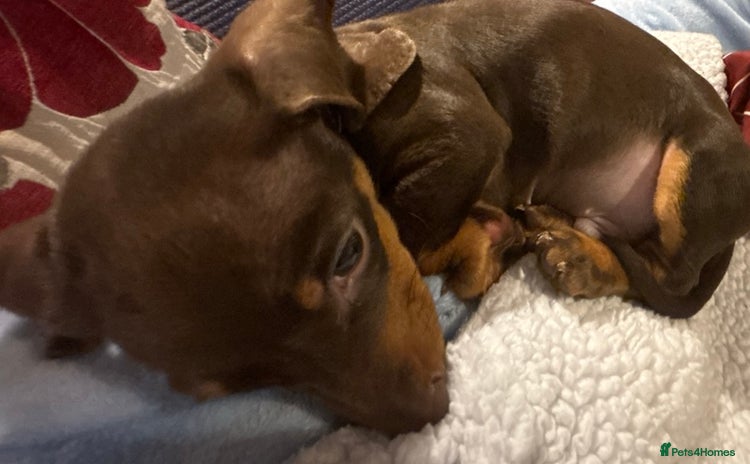 Dachshund dogs - Advert 1