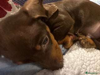 Dachshund dogs - Advert 2