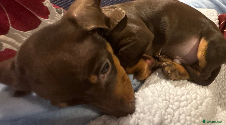 Dachshund dogs - Advert 2