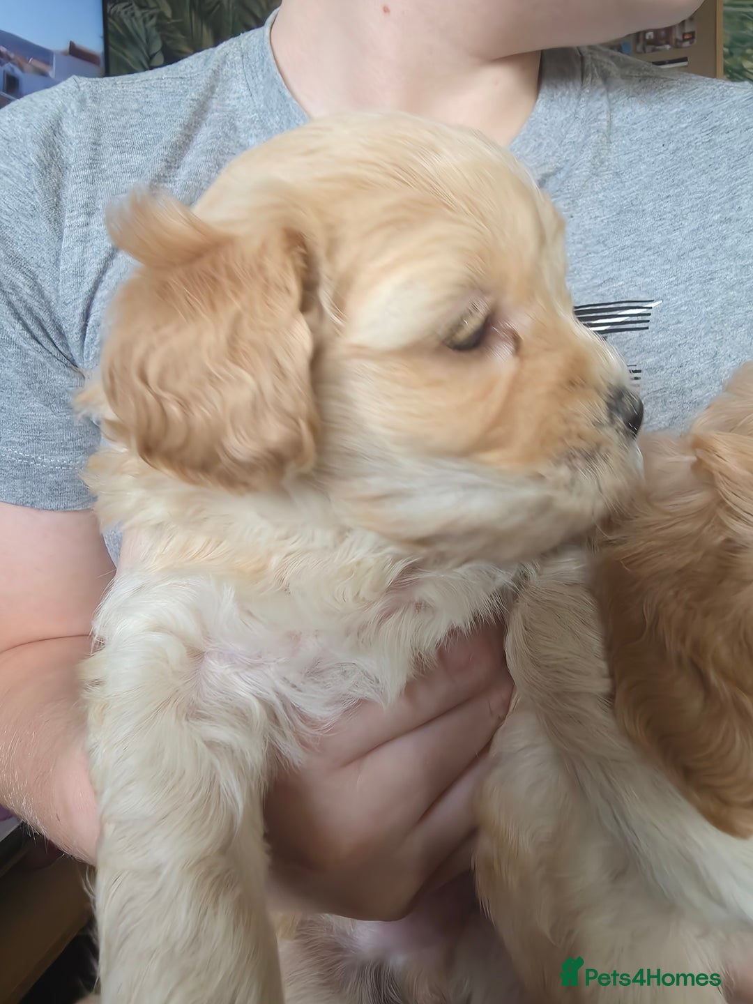 Maltipoo dogs for sale: F1 Maltipoo for sale  - Advert 12