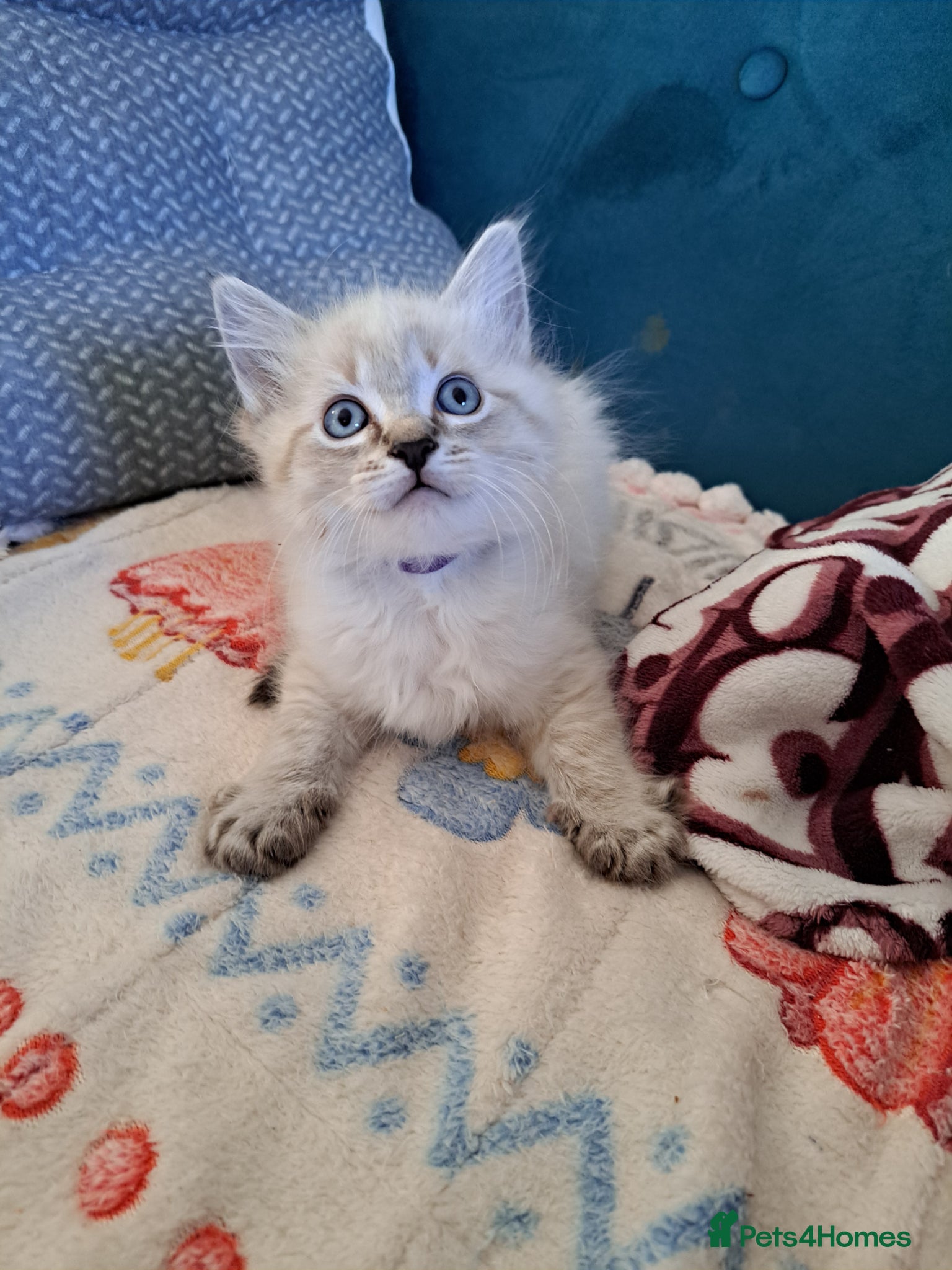 Ragdoll cats 4 beautiful kittens 💙💜 - Advert 17