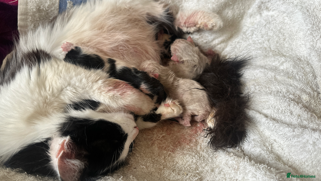 Ragdoll cats for sale: Beautiful ragdoll x British long hair kittens sale - Image 4
