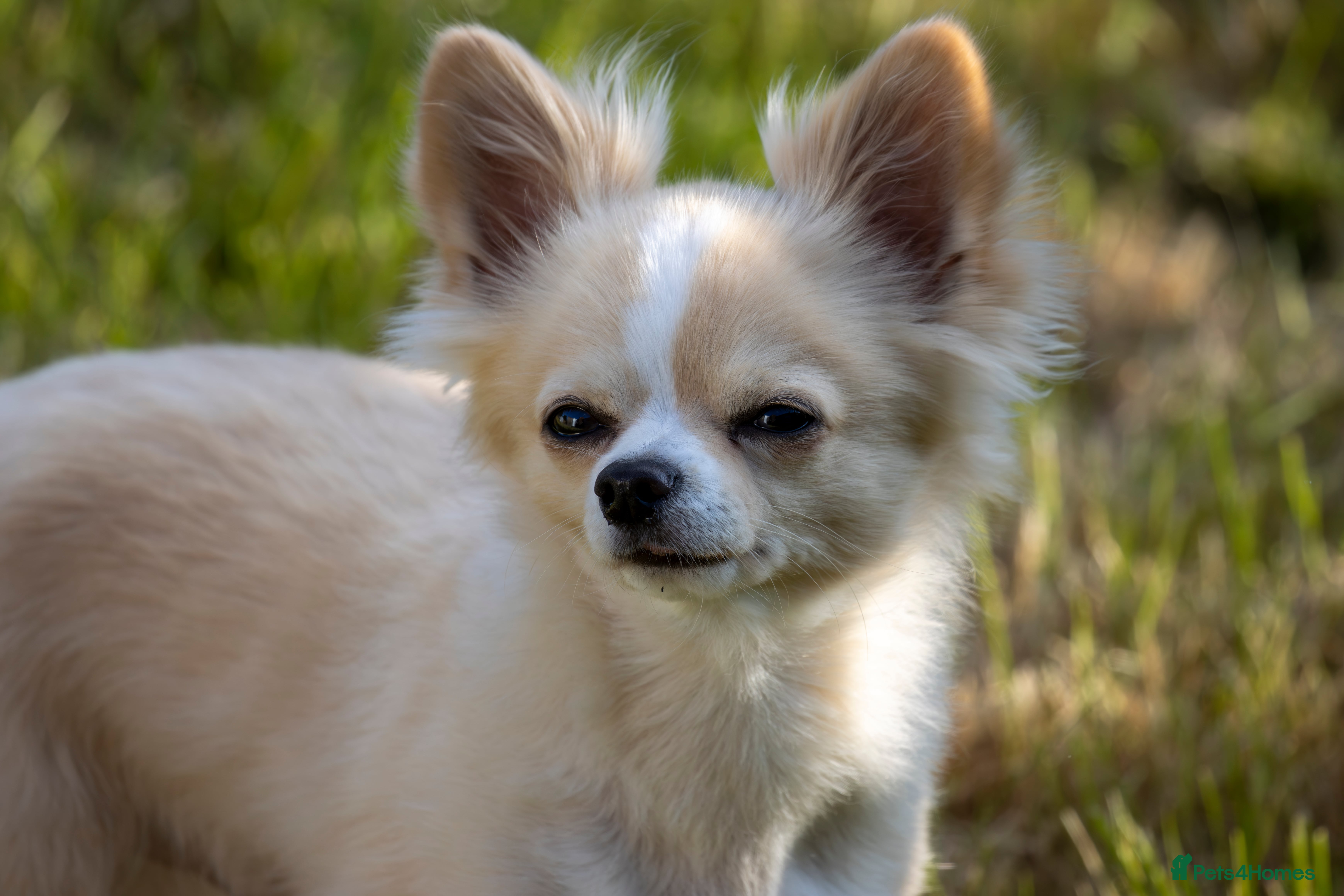 Chihuahua dogs Handsome Chihuahua for stud - Advert 16
