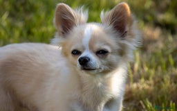 Chihuahua dogs for stud: Handsome Chihuahua for stud - Image 1