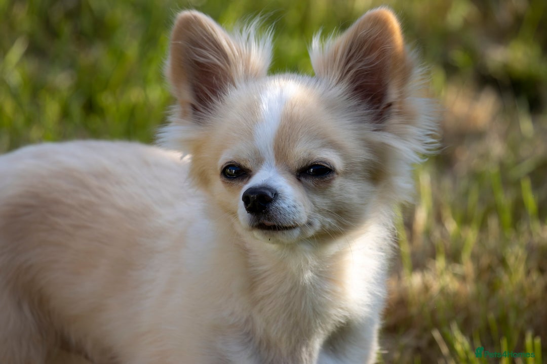 Chihuahua dogs for stud: Handsome Chihuahua for stud - Image 1