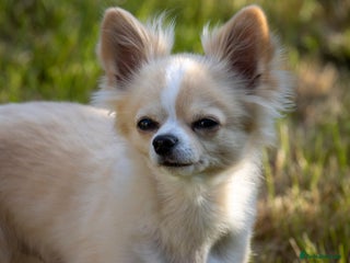Chihuahua dogs Handsome Chihuahua for stud - Advert 7