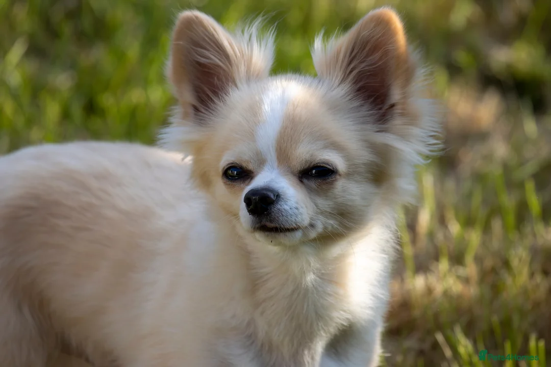 Chihuahua dogs for stud: Handsome Chihuahua for stud - Advert 1