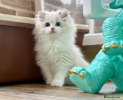 Ragdoll cats - Advert 2