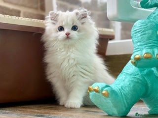 Ragdoll cats - Advert 4