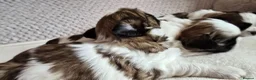 Shih Tzu dogs for sale: Beautiful Purebred Shih Tzu Puppies for Sale - Advert 20