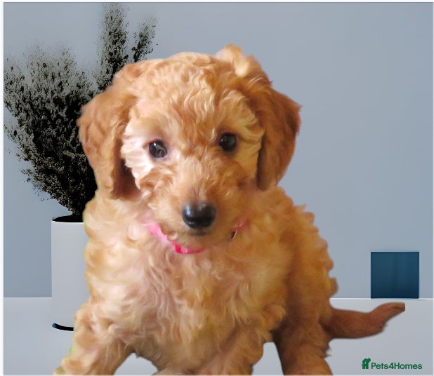Cockapoo dogs Beautiful DNA Health tested Cockapoos - Advert 11