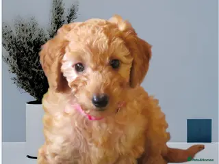 Cockapoo dogs Beautiful DNA Health tested Cockapoos - Advert 11
