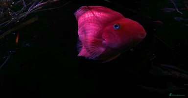 Cichlids fish - Advert 7